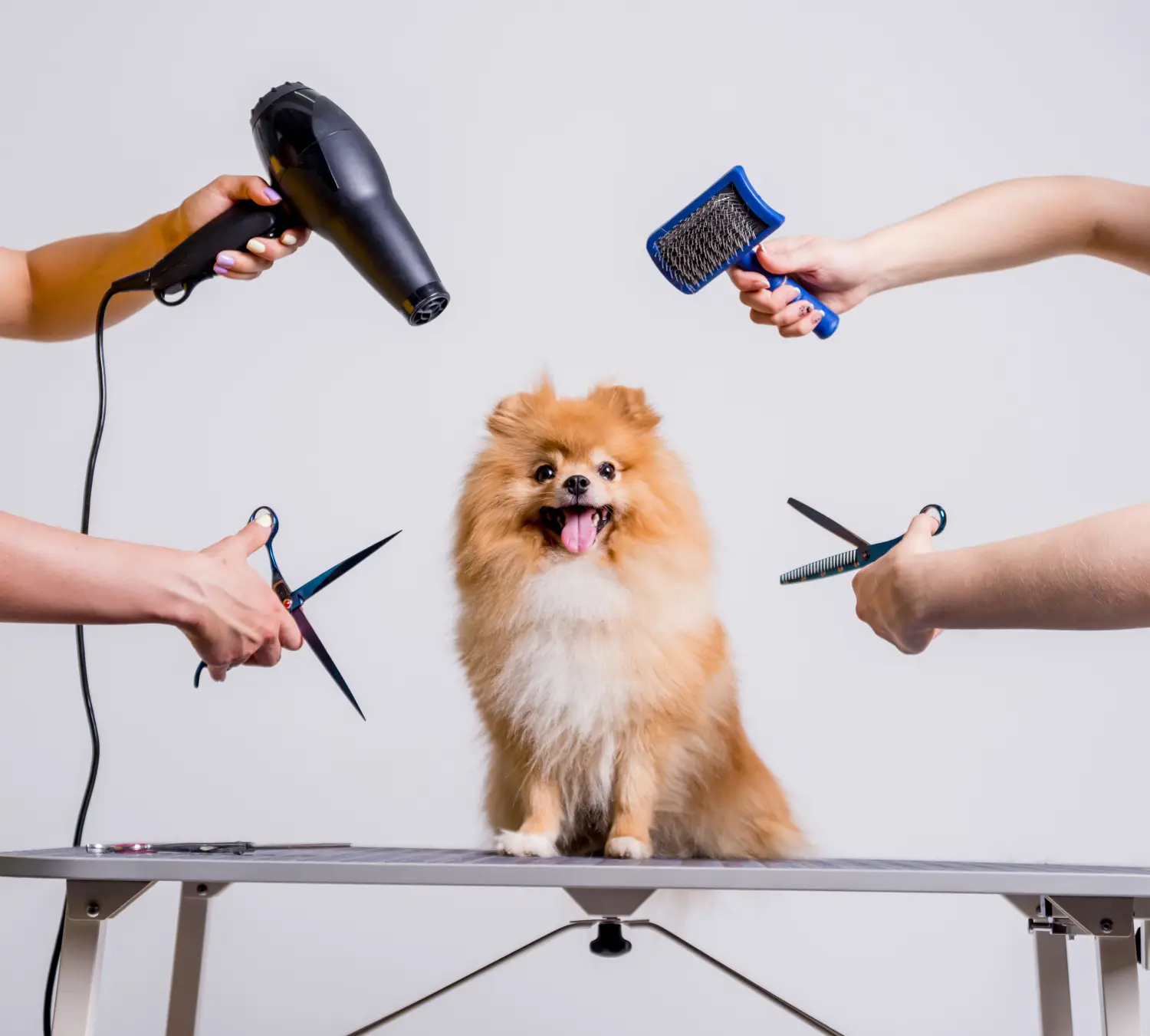 Professionelle Pflege eines Hundes in einem spezialisierten Salon